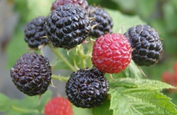 Ягоди, схожі на малину: які їх назви та особливості?