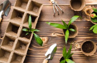 Що варто додати в ґрунт для успішного проростання насіння?