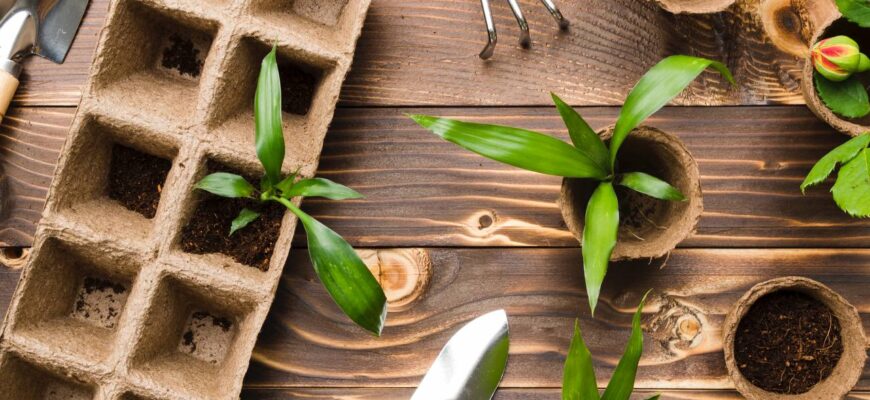 Що варто додати в ґрунт для успішного проростання насіння?