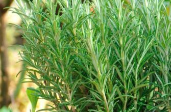 Оптимальні умови для вирощування розмарину: місце та догляд рослини