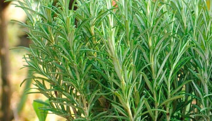 Оптимальні умови для вирощування розмарину: місце та догляд рослини