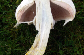Отруйні гриби, що нагадують печериці: як відрізнити небезпеку?