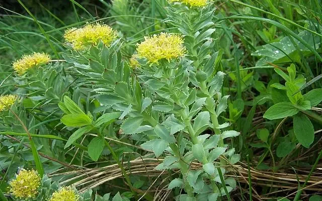 Як правильно приймати золотий корінь: поради для максимального ефекту