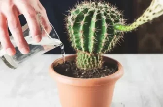 Як часто потрібно поливати кактус: оптимальний режим догляду на тиждень