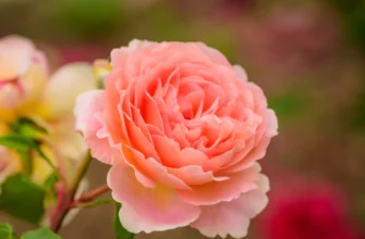 Ефективні способи підживлення щойно висаджених троянд весною