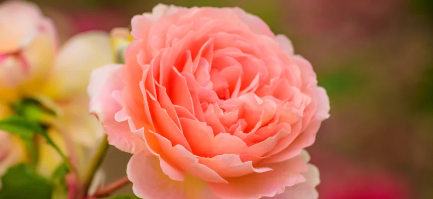 Підживлення троянд: як стимулювати повторне цвітіння ефективно