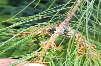 Чому сохнуть гілки у сосни: основні причини і як цьому запобігти