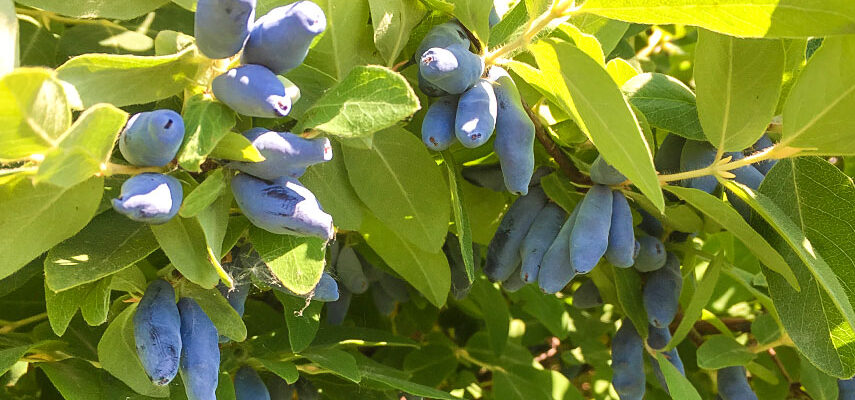 Коли з’являються ягоди у жимолості: терміни дозрівання та збір урожаю