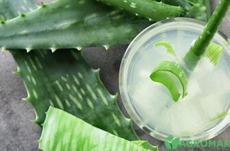 Ефективне лікування: що можна вилікувати алое в домашніх умовах