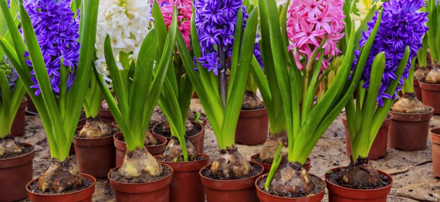 “Які квіти виростають з цибулин: популярні види та поради”