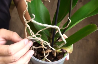 Чи можливе вирощення коріння з листя орхідеї: поради та методи