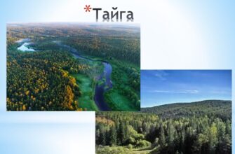 Що таке тайга: цікаві факти для 4 класу та її особливості