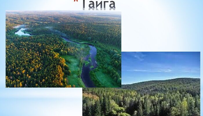 Що таке тайга: цікаві факти для 4 класу та її особливості