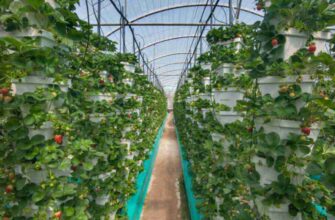 Скільки кілограм полуниці реально зібрати з однієї сотки землі?