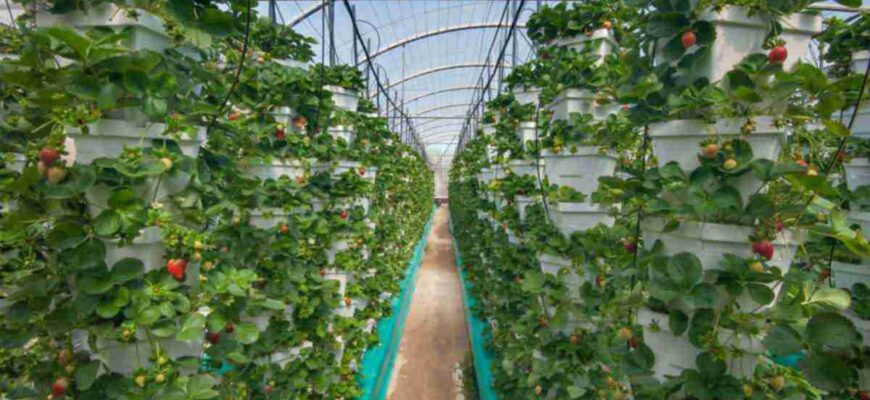 Скільки кілограм полуниці реально зібрати з однієї сотки землі?