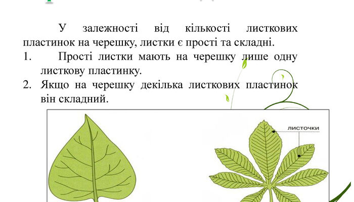 Відмінності між черешковим та сидячим листками: що потрібно знати?