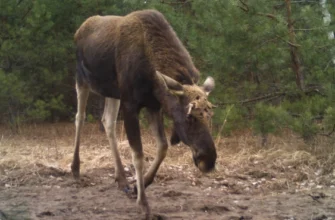 Як часто і чому і скидають роги тварини: повний гід від фахівців