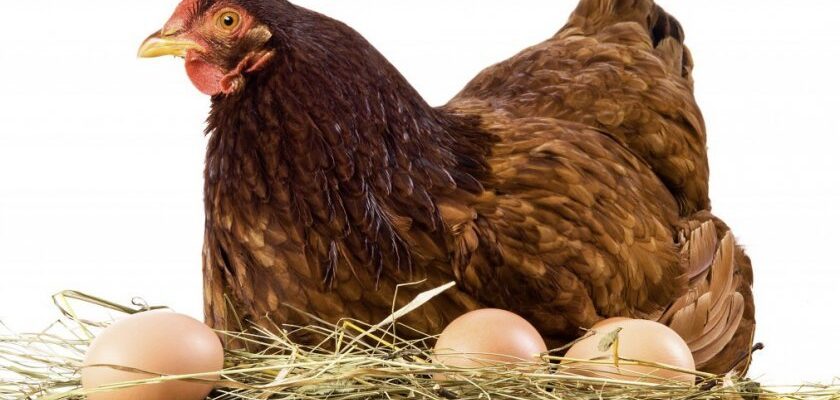 Коли та як безпечно забрати квочку від курчат: поради фахівців