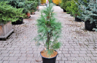 Оптимальна відстань між соснами: скільки місця потрібно для росту?