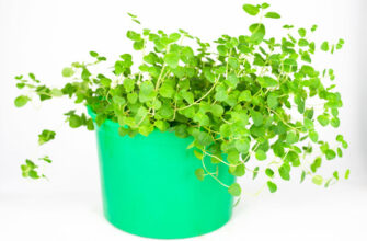 Чим підживити материнку: ефективні способи для пишного зростання