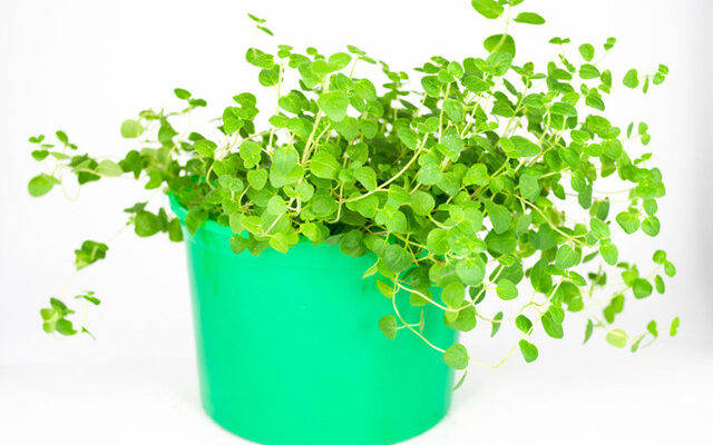 Чим підживити материнку: ефективні способи для пишного зростання