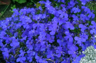 Тривалість цвітіння та догляд за лобеліями для пишного саду