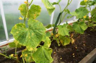 Ефективні розчини для поливу огірків при пожовтінні листя