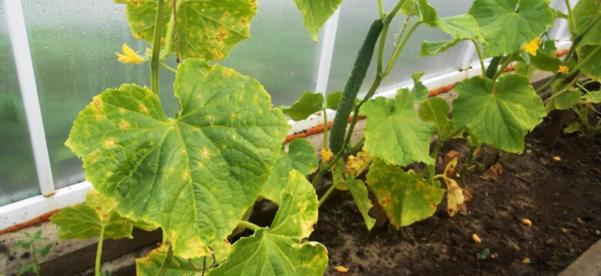 Ефективні розчини для поливу огірків при пожовтінні листя