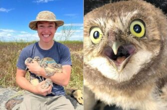 Які тварини будують нори: повний список та цікаві факти