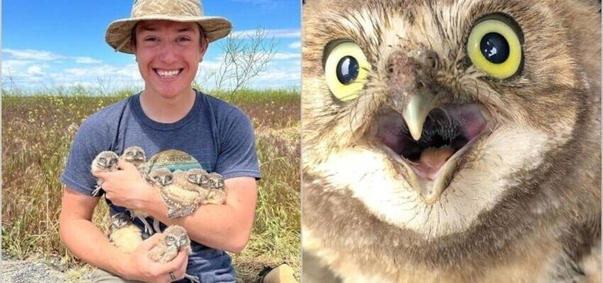 Які тварини будують нори: повний список та цікаві факти