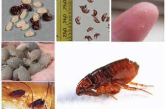 Розкриття таємниць: що відлякує яйця бліх найбільше?