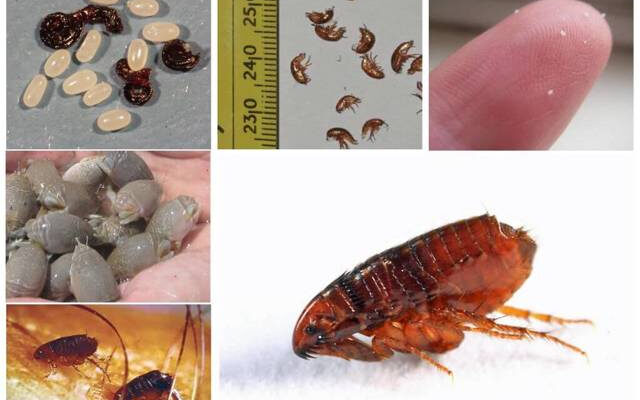 Розкриття таємниць: що відлякує яйця бліх найбільше?