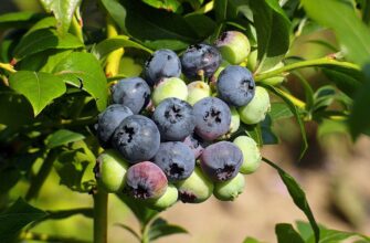 Як правильно підкислити лохину: ефективні методи та поради для садівників