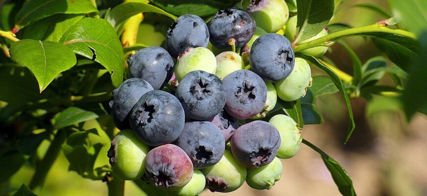 Як правильно підкислити лохину: ефективні методи та поради для садівників