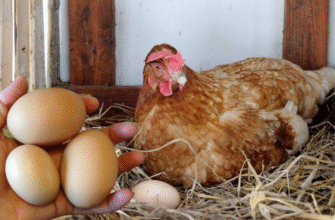 Як кукурудза впливає на здоров’я і продуктивність курей: розбір наслідків