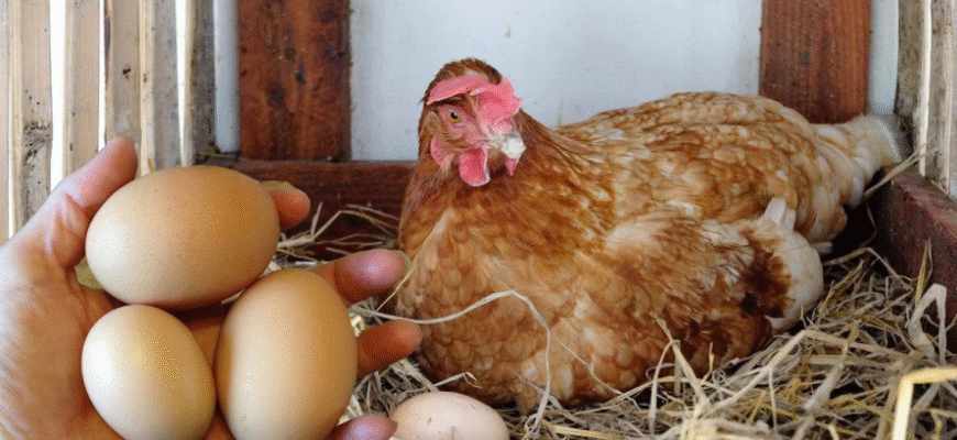 Як кукурудза впливає на здоров’я і продуктивність курей: розбір наслідків