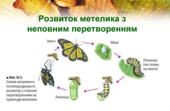 Як називається стадія розвитку метелика: ключові етапи метаморфози