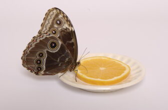 Чим годувати живих метеликів: поради по догляду та раціон харчування