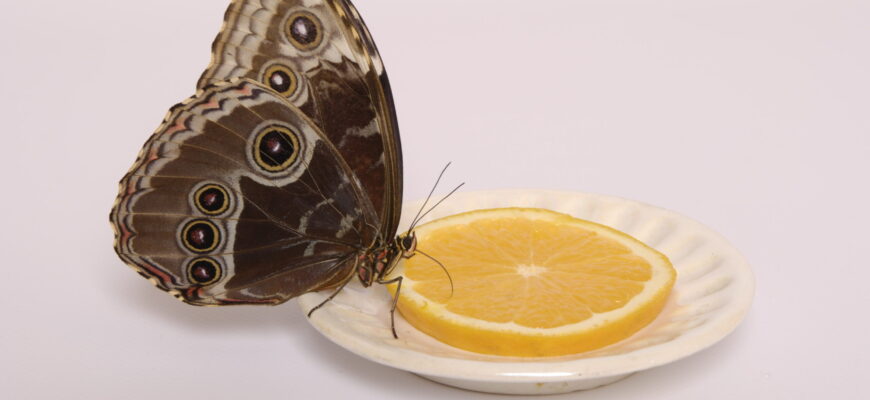 Чим годувати живих метеликів: поради по догляду та раціон харчування