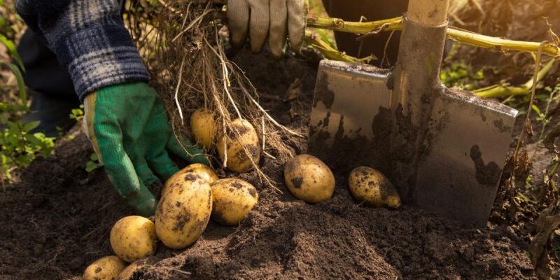 Коли копати картоплю за місячним календарем: оптимальні дати та поради
