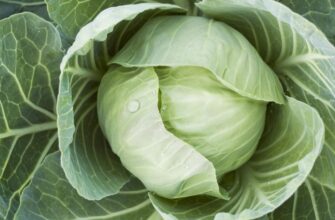 Оптимальне використання аміачної селітри для поливу капусти: рекомендації