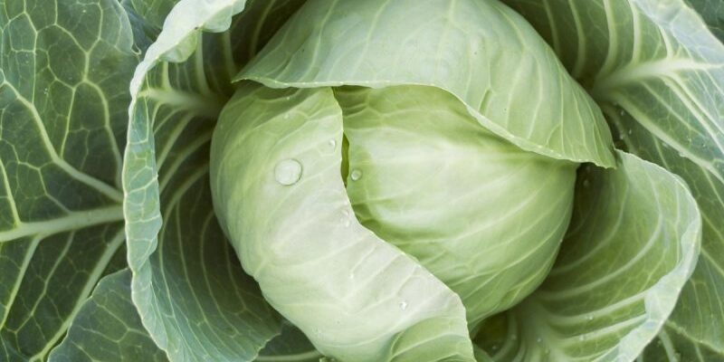 Оптимальне використання аміачної селітри для поливу капусти: рекомендації
