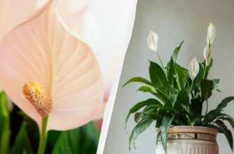 Як змусити спатифілум цвісти: поради для пишного цвіту рослини