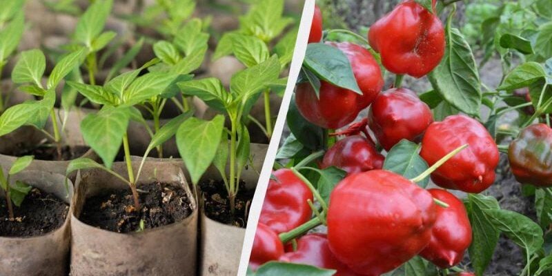 Коли знімати перець у теплиці: оптимальний час для збору врожаю