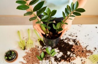 Чи варто розсаджувати заміокулькас: поради з догляду та пересадки