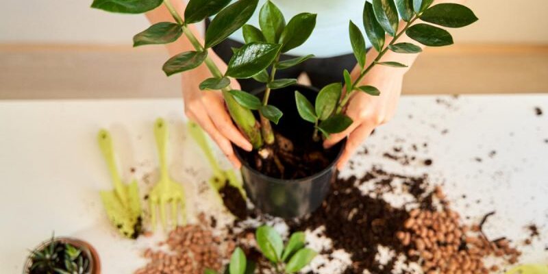 Чи варто розсаджувати заміокулькас: поради з догляду та пересадки