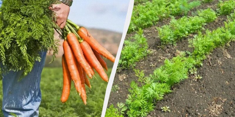 Чому морква стає солодкою: основні фактори та вплив на смак