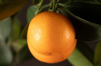 Каламондин: ідеальний вибір цитрусового – помаранчевий чи лимонний?