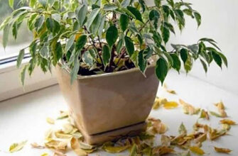 Чому фікус Мікрокарп скидає листя: основні причини та їх вирішення