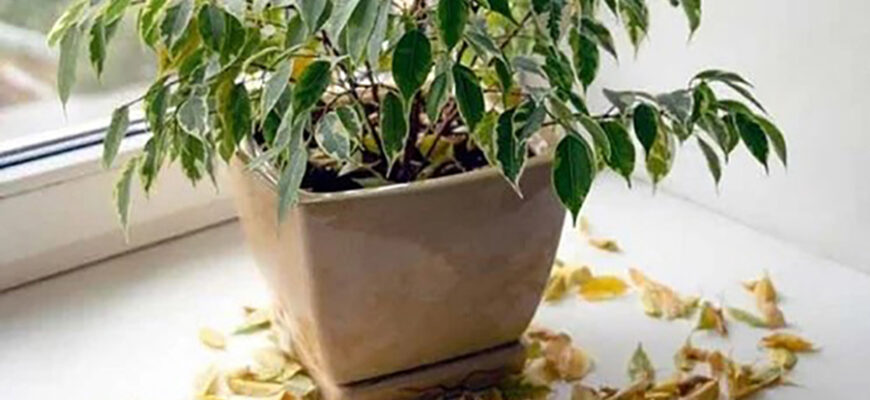 Чому фікус Мікрокарп скидає листя: основні причини та їх вирішення